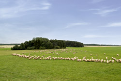 Schäferei